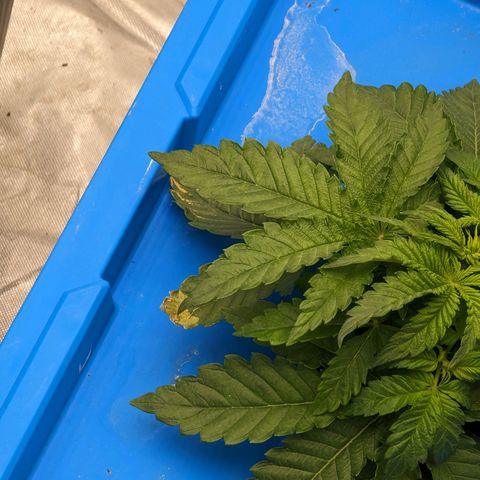 FX3 -FSTS x Solfire Cup 2023  growlog timeline photo