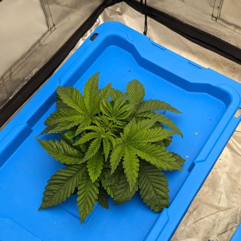 FX3 -FSTS x Solfire Cup 2023  growlog timeline photo