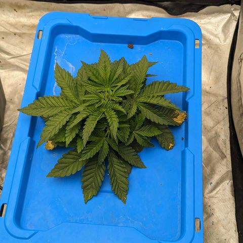 FX3 -FSTS x Solfire Cup 2023  growlog timeline photo