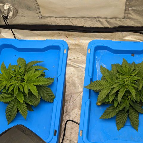 FX3 -FSTS x Solfire Cup 2023  growlog timeline photo