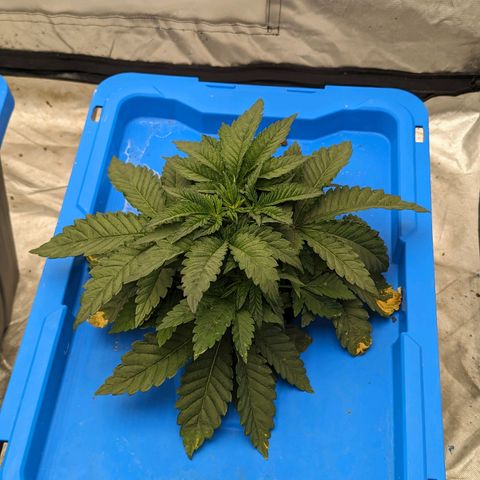 FX3 -FSTS x Solfire Cup 2023  growlog timeline photo