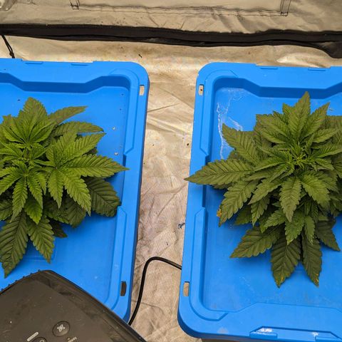 FX3 -FSTS x Solfire Cup 2023  growlog timeline photo