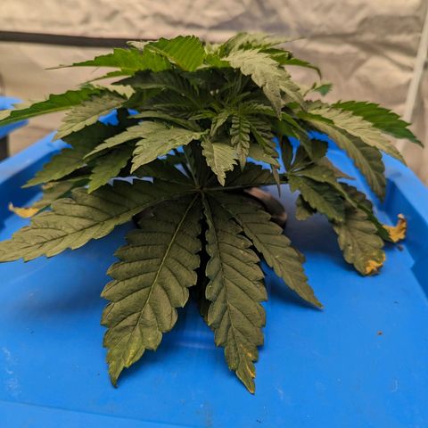 FX3 -FSTS x Solfire Cup 2023  growlog timeline photo