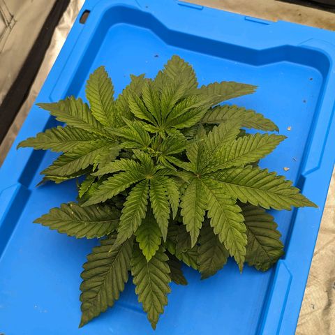 FX3 -FSTS x Solfire Cup 2023  growlog timeline photo