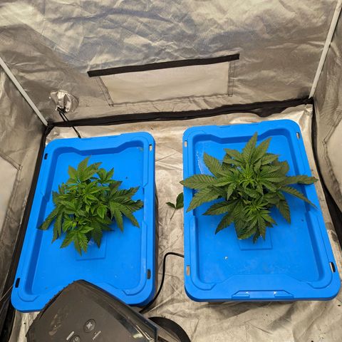 FX3 -FSTS x Solfire Cup 2023  growlog timeline photo