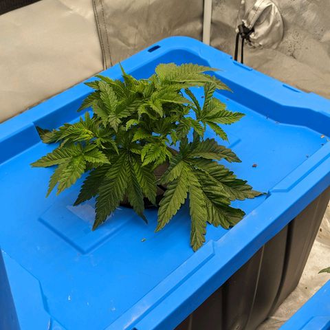 FX3 -FSTS x Solfire Cup 2023  growlog timeline photo