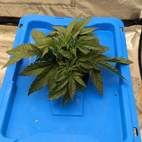 FX3 -FSTS x Solfire Cup 2023  growlog timeline photo