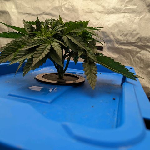 FX3 -FSTS x Solfire Cup 2023  growlog timeline photo