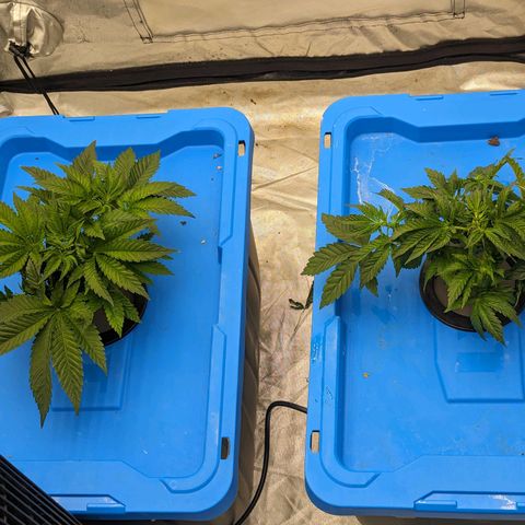 FX3 -FSTS x Solfire Cup 2023  growlog timeline photo