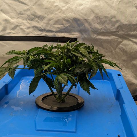 FX3 -FSTS x Solfire Cup 2023  growlog timeline photo