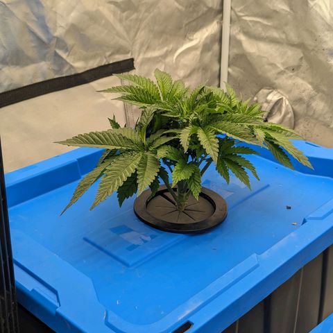 FX3 -FSTS x Solfire Cup 2023  growlog timeline photo
