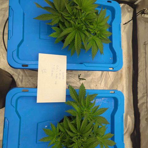 FX3 -FSTS x Solfire Cup 2023  growlog timeline photo