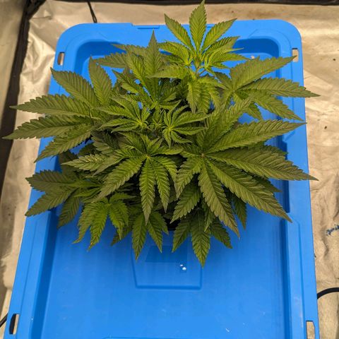 FX3 -FSTS x Solfire Cup 2023  growlog timeline photo