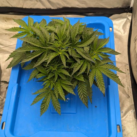 FX3 -FSTS x Solfire Cup 2023  growlog timeline photo