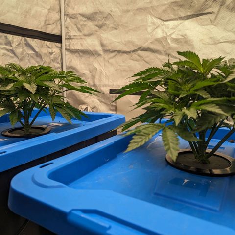 FX3 -FSTS x Solfire Cup 2023  growlog timeline photo