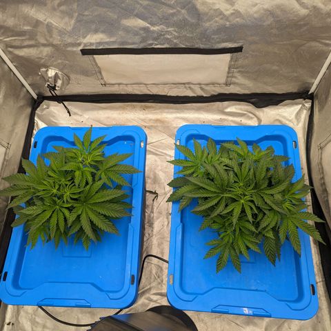 FX3 -FSTS x Solfire Cup 2023  growlog timeline photo