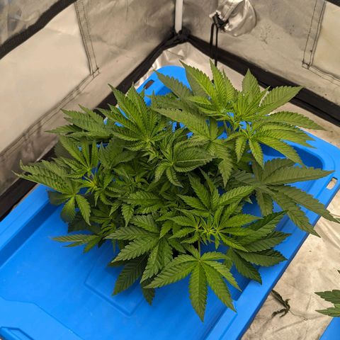 FX3 -FSTS x Solfire Cup 2023  growlog timeline photo