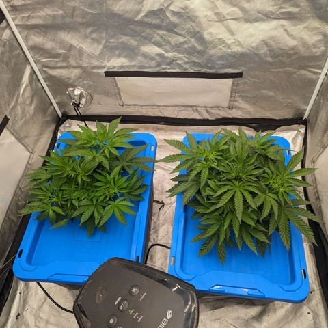 FX3 -FSTS x Solfire Cup 2023  growlog timeline photo