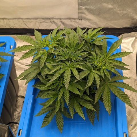 FX3 -FSTS x Solfire Cup 2023  growlog timeline photo