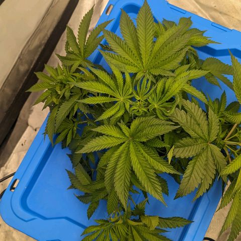 FX3 -FSTS x Solfire Cup 2023  growlog timeline photo