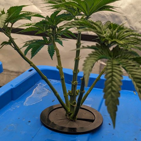 FX3 -FSTS x Solfire Cup 2023  growlog timeline photo