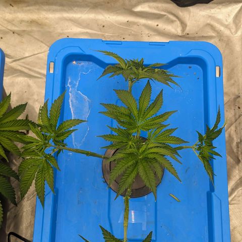FX3 -FSTS x Solfire Cup 2023  growlog timeline photo