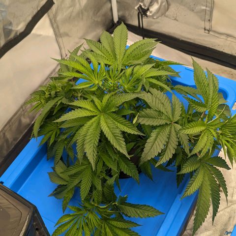 FX3 -FSTS x Solfire Cup 2023  growlog timeline photo