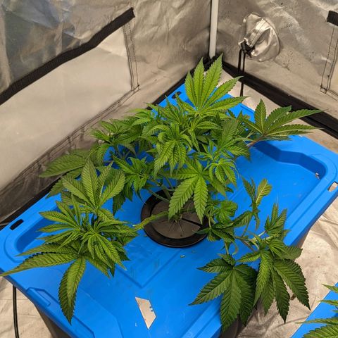 FX3 -FSTS x Solfire Cup 2023  growlog timeline photo