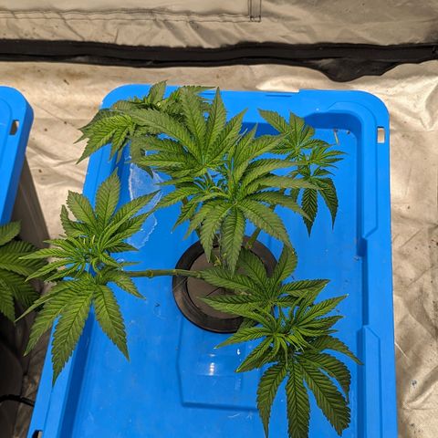 FX3 -FSTS x Solfire Cup 2023  growlog timeline photo