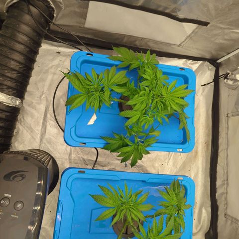 FX3 -FSTS x Solfire Cup 2023  growlog timeline photo