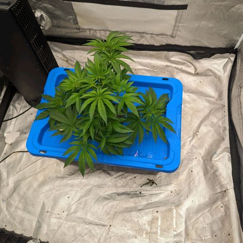 FX3 -FSTS x Solfire Cup 2023  growlog timeline photo