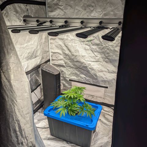 FX3 -FSTS x Solfire Cup 2023  growlog timeline photo
