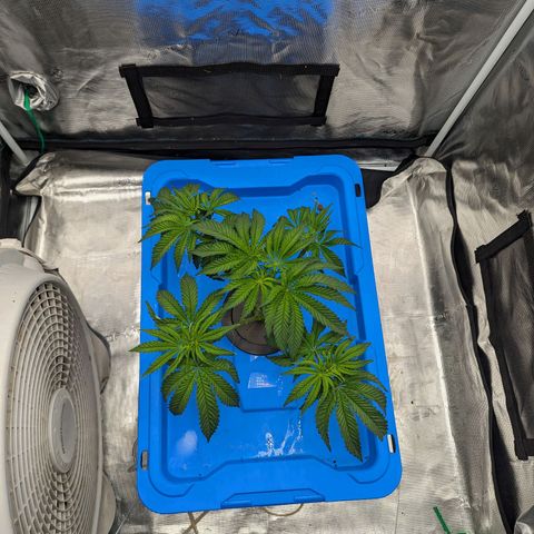 FX3 -FSTS x Solfire Cup 2023  growlog timeline photo