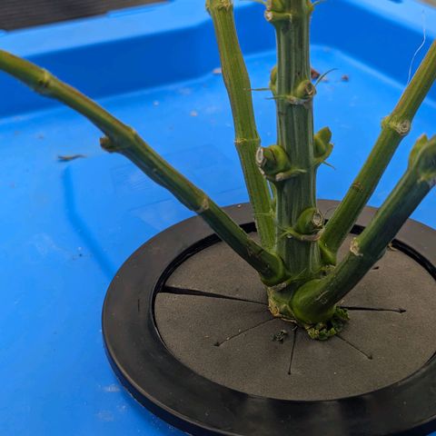 FX3 -FSTS x Solfire Cup 2023  growlog timeline photo