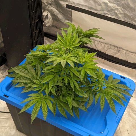 FX3 -FSTS x Solfire Cup 2023  growlog timeline photo