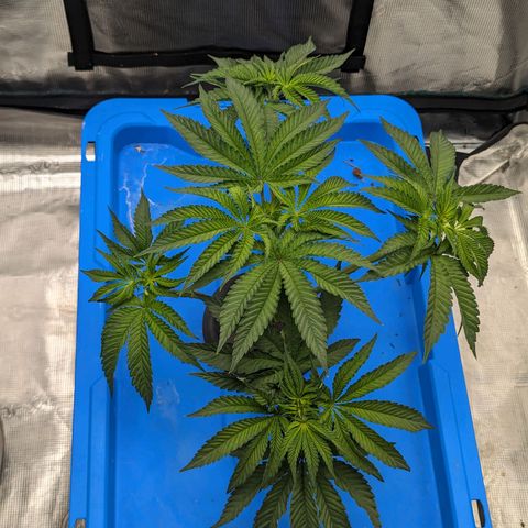 FX3 -FSTS x Solfire Cup 2023  growlog timeline photo