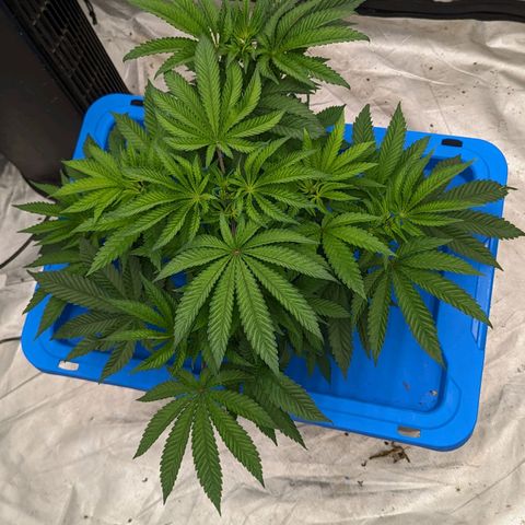 FX3 -FSTS x Solfire Cup 2023  growlog timeline photo