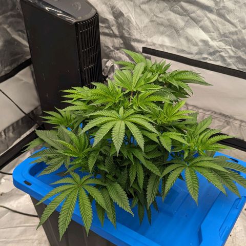 FX3 -FSTS x Solfire Cup 2023  growlog timeline photo