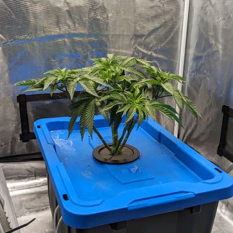FX3 - FSTS x Solfire Cup 2023 #2 growlog timeline photo