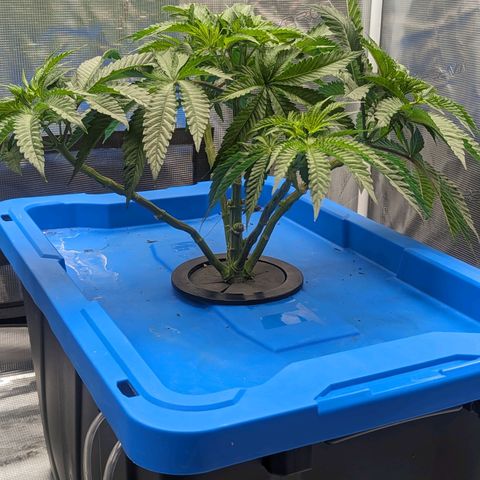 FX3 - FSTS x Solfire Cup 2023 #2 growlog timeline photo