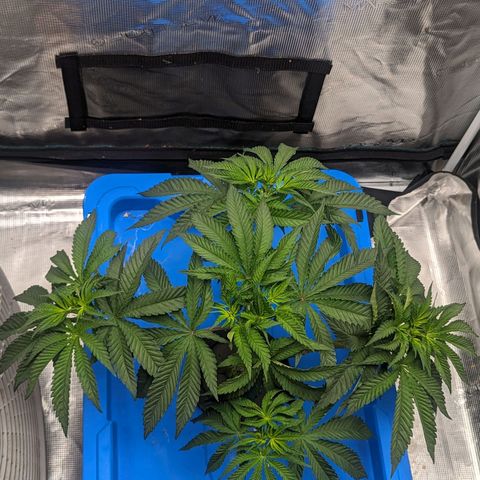FX3 - FSTS x Solfire Cup 2023 #2 growlog timeline photo