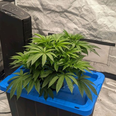 FX3 -FSTS x Solfire Cup 2023  growlog timeline photo