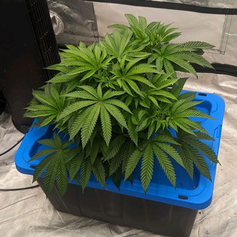 FX3 -FSTS x Solfire Cup 2023  growlog timeline photo