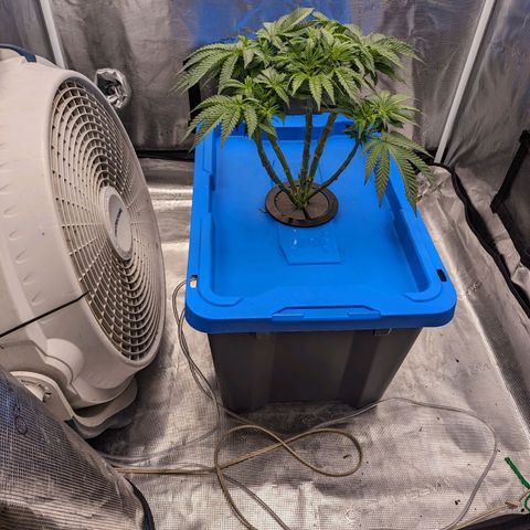 FX3 - FSTS x Solfire Cup 2023 #2 growlog timeline photo