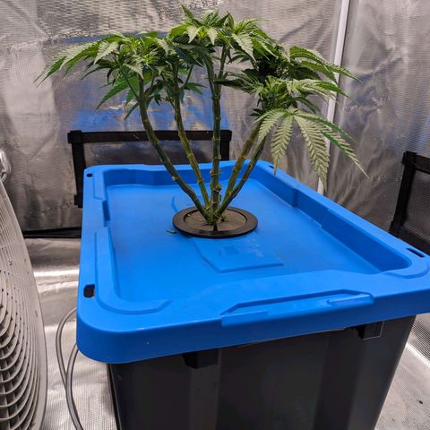 FX3 - FSTS x Solfire Cup 2023 #2 growlog timeline photo