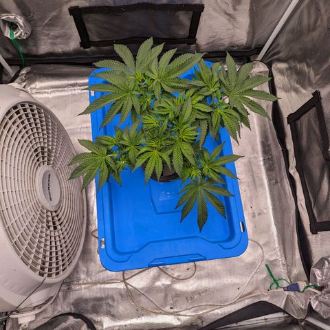 FX3 - FSTS x Solfire Cup 2023 #2 growlog timeline photo
