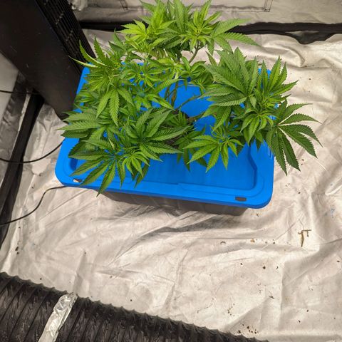 FX3 -FSTS x Solfire Cup 2023  growlog timeline photo