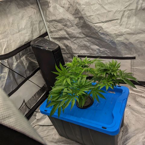 FX3 -FSTS x Solfire Cup 2023  growlog timeline photo
