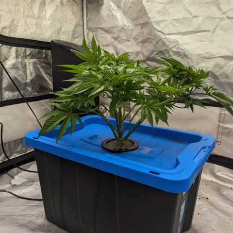 FX3 -FSTS x Solfire Cup 2023  growlog timeline photo