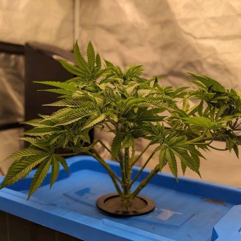 FX3 -FSTS x Solfire Cup 2023  growlog timeline photo